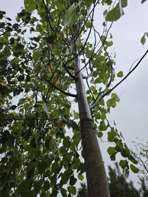 Afbeelding Königslinde - Tilia x europaea 'Pallida'