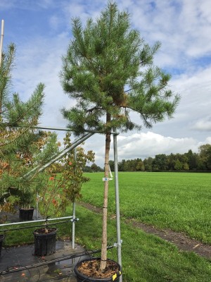 Afbeelding Grove Den hoogstam - Pinus sylvestris