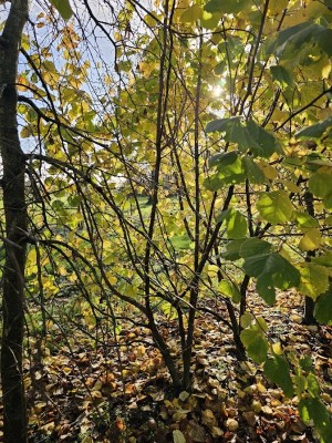 Afbeelding Grootbladige hazelaar - Corylus Avellana 'Aurea'