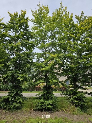 Afbeelding Grüne Buche - Fagus sylvatica