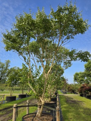 Afbeelding Zevenzonenboom - Heptacodium miconioides