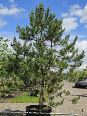 Afbeelding Oostenrijkse Den - Pinus nigra 'Nigra'