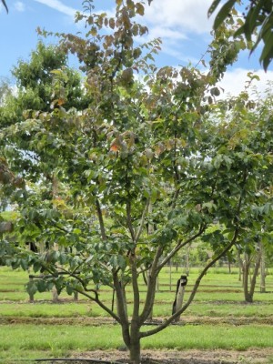 Afbeelding Perzisch IJzerhout - Parrotia persica