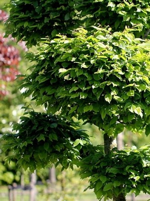 Afbeelding Haagbeuk - Carpinus betulus