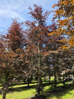 Afbeelding Volwassen rode of bruine beuk - Fagus sylvatica 'Atropunicea'