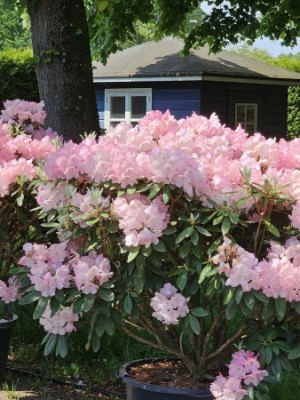 Afbeelding Japanse Rododendron met rood-roze bloei - Rhododendron Yakushimanum 'Marlis'