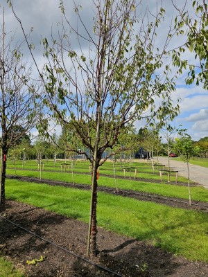Afbeelding Tibetkers - Prunus serrula