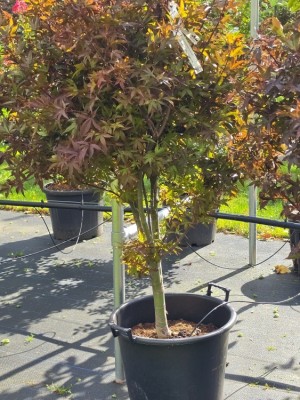 Afbeelding compact groeiende roodbladige Japanse esd... - Acer palmatum 'Twombley's Red Sentinel'