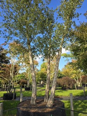 Afbeelding Korkeiche - Quercus Suber