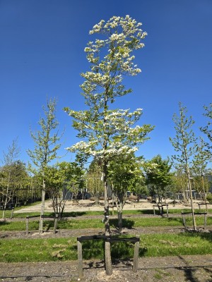 Afbeelding Veelbloemige kornoelje - Cornus florida