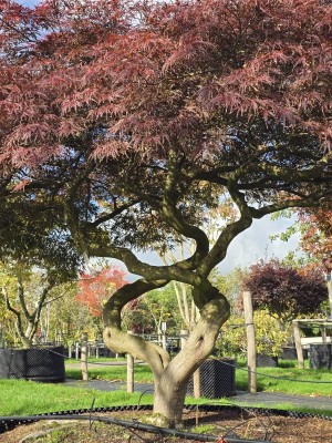 Afbeelding Japanischer Ahorn - Acer palmatum 'Garnet'