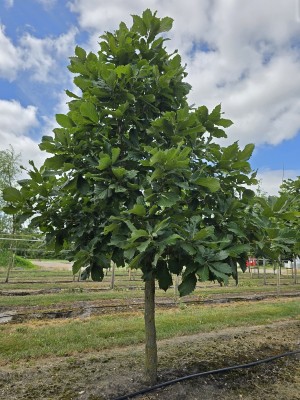 Afbeelding Pontische dwerg eik. Armeense  dwerg eik - Quercus pontica