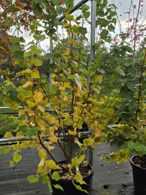 Afbeelding kleine linde - Tilia cordata 'Winter Orange'