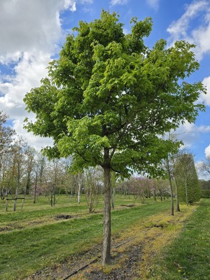 Afbeelding dreiblütiger Ahorn - Acer Triflorum