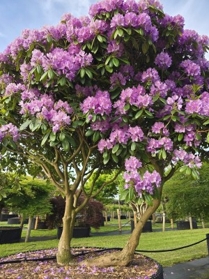 Afbeelding Rhododendron of Rododendron - Rhododendron Roseum Elegans