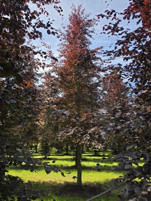 Afbeelding Rode of bruine beuk - Fagus sylvatica 'Atropunicea'