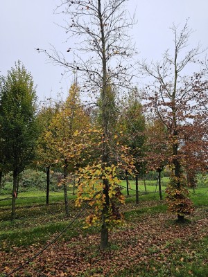 Afbeelding Grüne Buche - Fagus sylvatica