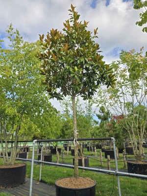 Afbeelding Magnolia grandiflora 'Galissonnière' - Magnolia grandiflora 'Galissonnière'