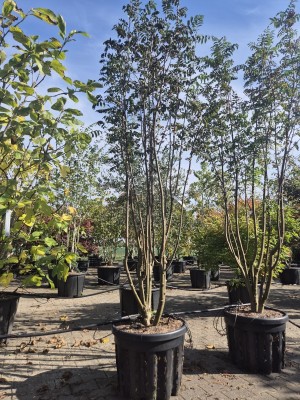 Afbeelding Eberesche - Sorbus aucuparia