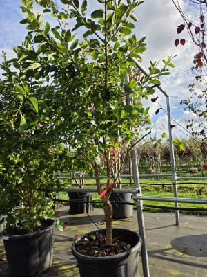 Afbeelding Sneeuwvlokkenboom - Chionanthus retusus