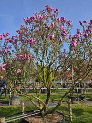 Afbeelding Magnolia 'Susan' - Magnolia 'Susan'