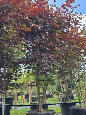 Afbeelding Japanse Esdoorn - Acer palmatum 'Bloodgood'