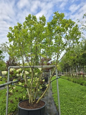Afbeelding Magnolia - Magnolia 'Susan'