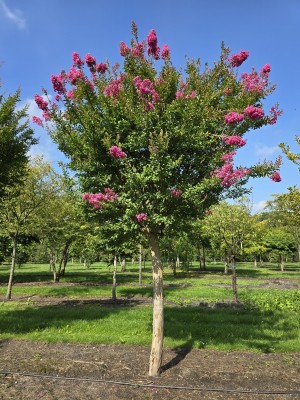 Afbeelding Lagerstroemia indica 'Rosea' - Lagerstroemia indica 'Rosea'