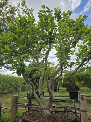 Afbeelding Klassische rosa Magnolie - Magnolia soulangeana