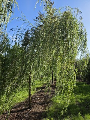 Afbeelding Treurwilg overhangende kroon - Salix x sepulcralis 'Chrysocoma'