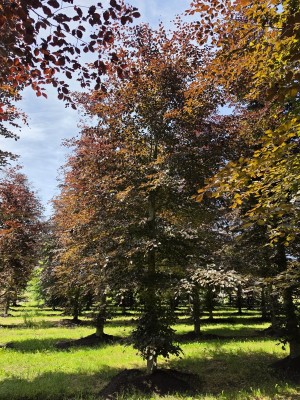 Afbeelding Rode beuk - Fagus sylvatica 'Atropunicea'