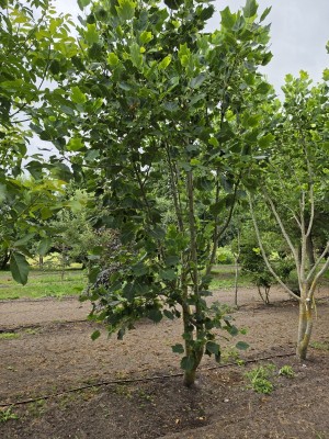 Afbeelding Amerikaanse tulpenboom - Liriodendron tulipifera 'Aureomarginatum'