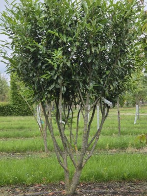 Afbeelding Laurierkers 'Caucasica' - Prunus laur. Caucasica