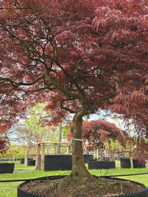 Afbeelding Japanse Esdoorn - Acer palmatum 'Garnet'