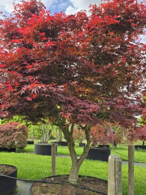 Afbeelding Japanse esdoorn - Acer palmatum 'Sumi-Nagashi'
