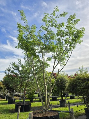 Afbeelding Perzische Slaapboom - Albizia julibrissin