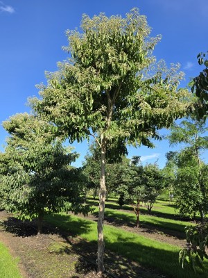 Afbeelding Zevenzonenboom - Heptacodium miconioides
