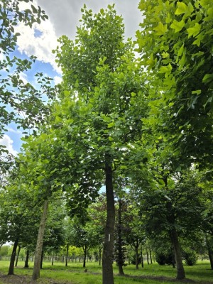 Afbeelding Tulpenboom - Liriodendron tulipifera