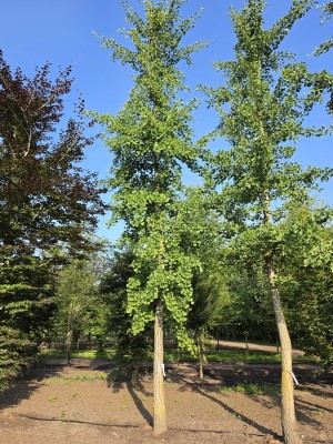 Afbeelding Japanse notenboom  Tempelboom - Ginkgo biloba