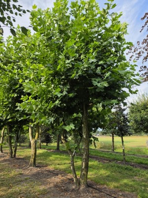 Afbeelding Plataan meerstammige knotvorm  dakplataan - Platanus x Hispanica