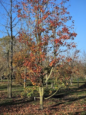 Afbeelding Sierpeer - Pyus calleryana 'Chanticleer'