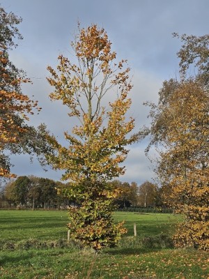 Afbeelding Groene beuk - Fagus sylvatica