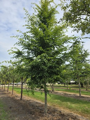 Afbeelding Haagbeuk - Carpinus betulus