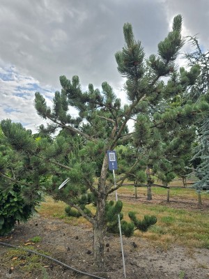 Afbeelding Zwergform der Österreichischen Kiefer - Pinus nigra Oregon Green