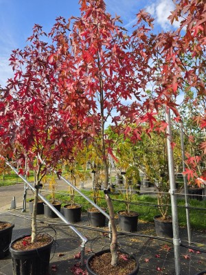 Afbeelding Amberbaum - Liquidambar styraciflua 'Worplesdon'