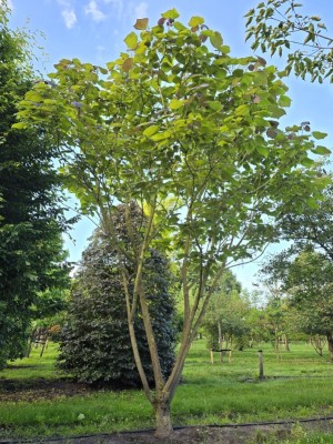 Afbeelding Purpurfarbener Trompetenbaum - Catalpa erubescens 'Purpurea'