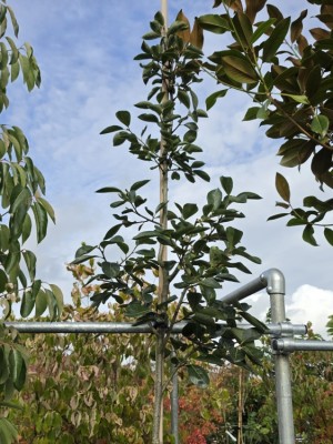 Afbeelding Virginische dadelpruim - Diospyros virginiana