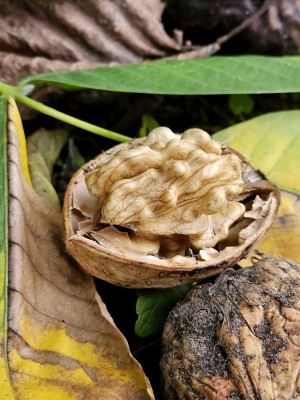 Afbeelding Die echte Walnuss - Juglans regia 'Bella Maria''
