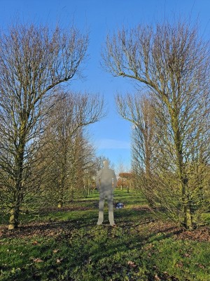 Afbeelding Haagbeuk - Carpinus betulus