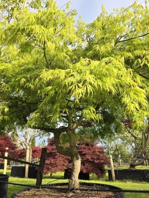 Afbeelding Japanse esdoorn - Acer palmatum 'Dissectum'